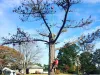 Emergency Tree Removal Service Marietta GA