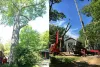 Professional Tree Trimming Alpharetta GA