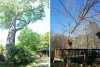 Tree Trimming Cost Woodstock GA