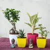 Buy Plants Online in India to Impress the Plant Lover