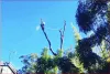 Tree Lopping North Shore
