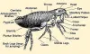 What Do Fleas Look Like : Parts, Eggs, Prevention, How to treat