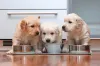 Funny Gifs - Funny Cats And Dogs Gif Viral by Tootbuzz.com
