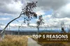 5 Reasons to Deadwood a Tree - Tall Timbers Tree Services