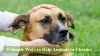 Help Animals in Ukraine