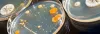 How Bacteria Contamination Can Affect Your Industrial Facility?