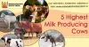 Best Dairy Farm in Karnal, Haryana: 5 Highest Milk Producing Cows