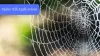 Know More About Spider Silk Applications