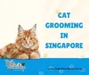 Cat Fur Maintenance Essentials: — The Pets Workshop