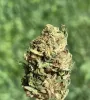 Cherry Diesel Strain