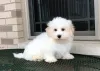 Seeking for dogs and puppies for sale in Indiana | Blog