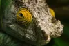 5 Best Colleges For Zoology In The World