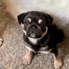 Male pug puppies for sale