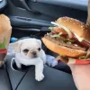 White pug puppies