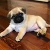 5 Reasons Why You Should Adopt A Pug Puppy