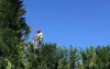 Things to Know Before Hiring a Professional Tree Removal