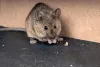 Clayfield pest control