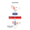 All You Need to Know About the High Creatinine Range | Longevity