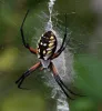 Spider Silk Technology — What Else to Know About Spider Silk Fiber?
