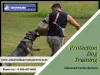 Pet Boarding
