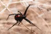 Spiders - Frequently Asked Questions | Pest Quit