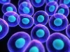 Stem Cell Therapy