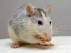 pest control services carseldine