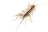 How To Get Rid Of Thousand Leggers: Effective Extermination Guide