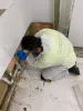How Can We Identify The Best Mold Removal Melbourne Company