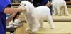 7 Steps to Raising a Dog that Enjoys Being Groomed | DogExpress |