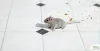How To Get Rid Of Mice In An Apartment