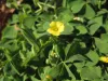 Varieties of oxalis triangularis plants to grow in your garden