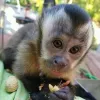 Exotic animals for sale in USA - Buy best exotic pets - Pets store
