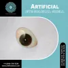 Artificial Eye Scleral Shell Services in...