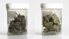 cbd retail business plan