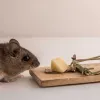 Rodent Pest Control in Bangalore
