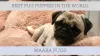 Waaba Pugs - Pug Puppies For Sale