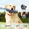 Brinquedo para cães | SegurAveiro