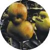 Best and Organic Fruit Trees Nursery In UK | Greenhills Nursery Ltd
