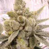 Best Clones in Sacramento