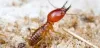 The Homo Sapien Thinks — 5 Signs Of A Termite Infestation