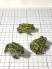 African Bullfrog