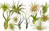 tillandsia ionantha