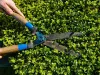 Hand-Shake Tree Service, tree trimming, pruning Westminster CO