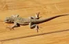 What draws lizards to your home and yard?