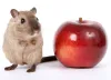 How HMG Mice Exterminator in Brampton Exterminates Mice and Rats? - hmgpest