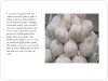 Suit your Precise Needs with Garlic Suppliers