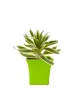 Dracaena Plants