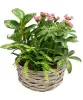 Plants Archives - Brezze Gifts | Send Personalized Gifts to Canada