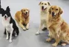 pet boarding in Culver City